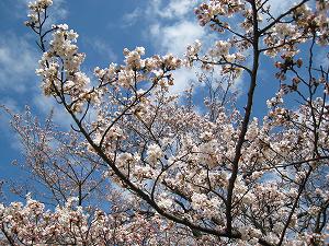 高岡古城公園　　桜咲く 春が来た