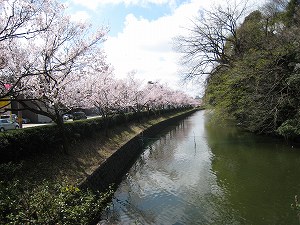 高岡古城公園　　桜咲く 古城公園は今週末が見ごろ