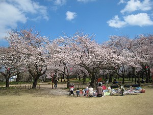高岡古城公園　　桜咲く 
